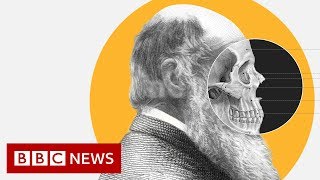 Theory of Evolution How did Darwin come up with it  BBC News [upl. by Ynottirb]