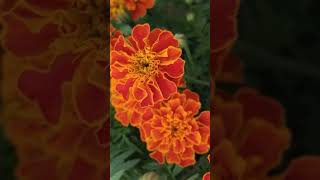 Winter flowering plant marigold terracegardning naturelovers farming vegetales [upl. by Seabrook864]