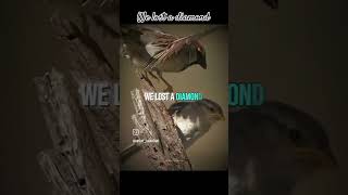 we lost a bird 🐦trendingshorts viral explore viralvideo [upl. by Orlando]