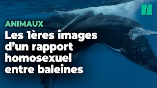 Des rapports intimes de baleines à bosse observés pour la première fois et ce sont deux mâles [upl. by Adyahs]