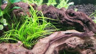 Rotala Wallichii juncus repens pinnatifida Cinematic only [upl. by Aihsemaj]