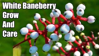 How To Grow Doll’s Eye Plant  White Baneberry Grow And Care [upl. by Ynnaffit]