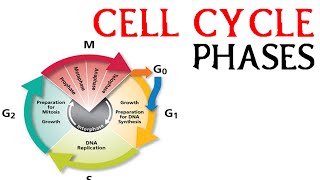 Cell cycle phases  prophae metaphase anaphase and telophase [upl. by Atterbury]