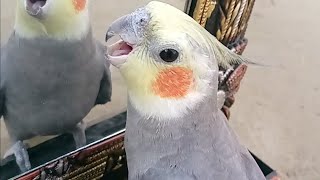 Funny Cockatiel Show Bird Love 💕 Video [upl. by Yenetruoc197]