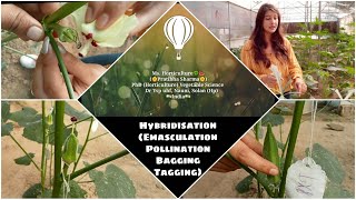 Hybridisation in plants🌱 Emasculation amp Pollination🍀  Miss Horticulture  Pratibha Sharma🌼 [upl. by Nnyrat]