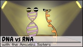 DNA vs RNA Updated [upl. by Hennahane]