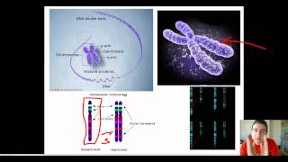 Chromosomal Structure amp Human Karyotype [upl. by Alviani]