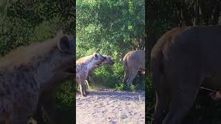 Hyenas try pull lion off buffalo by its tail 😳 [upl. by Mosier11]