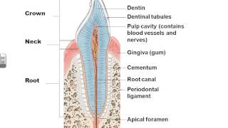 AampPII Chapter 23 Digestive system lecture part 1 [upl. by Arze]