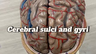 Cerebral sulci and gyri cerebral cortex  neuroanatomy sulcus and gyrus  Brain  model  ospe [upl. by Berhley821]