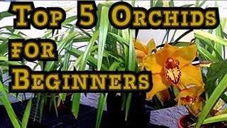 ORCHID CARE  TOP 5 Orchids for Beginners and Tips to BLOOM Them quothow to care for orchidsquot [upl. by Notyep]