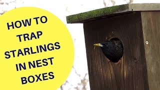 How to Trap Starlings in a Nest Box 2018 [upl. by Naols]