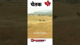 maharana pratap new prakash mali bhajan shorts maharanapratap prakashmali [upl. by Standing30]