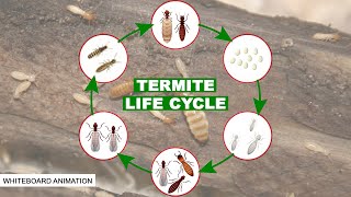 THE LIFE CYCLE OF THE TERMITE [upl. by Slinkman]