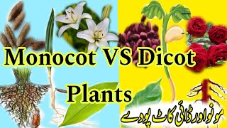 Monocot and Dicot plants  Differences between Monocotyledon and Dicotyledon with Examples [upl. by Merridie]