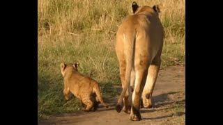 Marsh Pride Lioness with Limping Cub  Masaimara  6 October 2024 [upl. by Neelsaj]