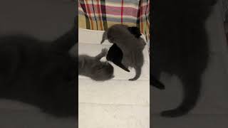 The kitten fight tournament officially started [upl. by Sidras]