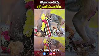 ధన్యవాదాలు శివయ్య భక్తి చాటిన వానరం latestnews qnews keesaragutta shorts [upl. by Ellehcir]