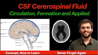 CSF Circulation  Physiology  Formation Properties Hydrocephalus CNS Physiology  Neuroanatomy [upl. by Snave]