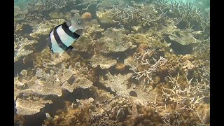 Ambre Hotel Mauritius Snorkelling from the beach and from the glass bottom boat [upl. by Halas]