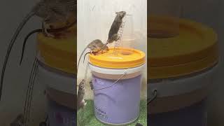 rat bucketmousetrap rattrap animals mouse mousetrap rattletrap cute [upl. by Ahseret339]