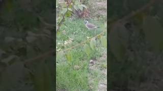 killdeer Birdbirdsounds nature nature naturelovers shortvideo [upl. by Ferino]