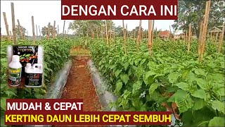 COBA CARA INI  KERITING DAUN BISA SEMBUH DAN NORMAL KEMBALI [upl. by Publea346]