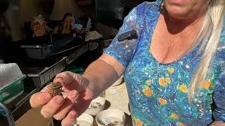 Planting in fall for spring blooms Central Texas ranunculus bearded iris rock rose fall seeds￼ [upl. by Lynnell]