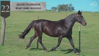 LOTE 22  JAGUEL FLORENCIA [upl. by Kile]