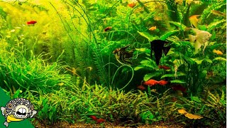 Community Aquariums Lots of ideas in this Live Stream [upl. by Page]