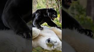 Black Panther vs White Animals Snake Tiger Lion [upl. by Siramad]