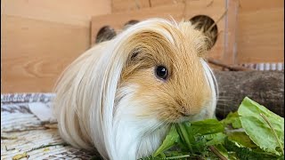 Cute Silkie Guinea pig Crunch crunch [upl. by Yesnel150]