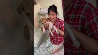 Puppy ka ilaj ho gaya 🥹 vlog 177 tranding minivloging [upl. by Acina456]