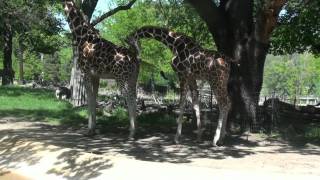 Giraffes attempt to mate at the Henry Doorly Zoo [upl. by Tenej]