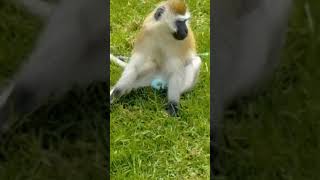 The green monkeyvarvet monkey youtubeshorts youtuberyoutubereals [upl. by Oisorbma]