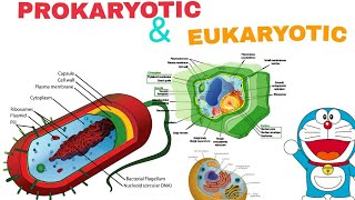 Prokaryotic and Eukaryotic Cell  Easiest way to understand In Hindi [upl. by Inig]