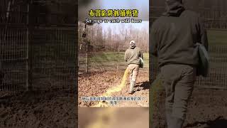 利用鐵籠抓捕野豬！shorts nature wildlife animal wildanimals animals [upl. by Fellner]