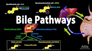 Bile Pathways and the Enterohepatic Circulation Animation [upl. by Wood]