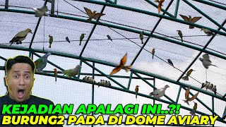 SYOKK TEREKAM JELAS BURUNG INI SELALU NEMPEL DI DOME AVIARY EH TERNYATA [upl. by Middleton]