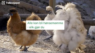 Alt du trenger å vite om å holde egne høns 🐔 [upl. by Eibbob]