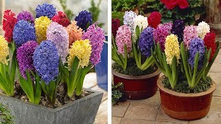 How to Plant Top Size Hyacinths Spring Garden Guide [upl. by Mira]