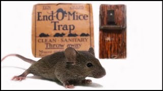 The Tiny EndOMice Mousetrap From 1914 Mousetrap Monday [upl. by Anirbas]