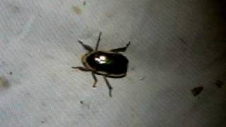 プラチナコガネ・Chrysina argenteola （エクアドル） [upl. by Stearn]