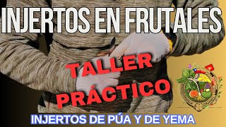 Taller práctico de injertos en frutales injertos de púa y de yema [upl. by Bryn539]