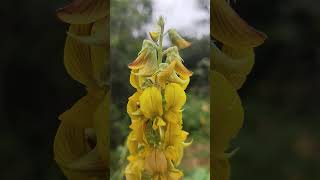 Crotalaria pallida [upl. by Miguela]