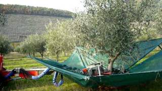 Harvesting Olives Using a Machine [upl. by Torry]