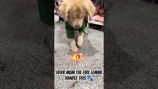 Cute golden retriever puppy🐾 [upl. by Terese]