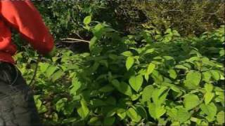 Japanese Knotweed amp Difficult Weeds  Video  Roundup Weedkiller [upl. by Acirretal585]