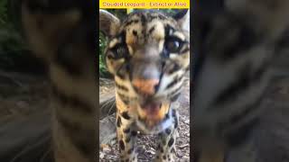 Formosan Clouded Leopard 🐆 Extinct 🦖 or Alive 😱😲 shorts [upl. by Carmelo]