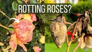 How To Cure Botrytis Blight on Roses Identify the Disease and Save Your Flowers [upl. by Berton791]